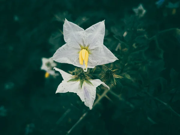 Ένα Κοντινό Πλάνο Της Carolina Nightshade Μεγάλη Για Ταπετσαρία — Φωτογραφία Αρχείου