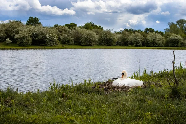 Cisne Branco Junto Lago Reserva Natural Eijsden Países Baixos — Fotografia de Stock