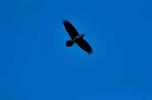 Een Zwarte Vogel Vliegend Heldere Blauwe Lucht — Stockfoto