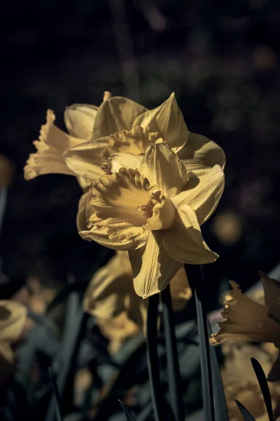 Enfoque Selectivo Vertical Flores Narcisas Florecientes Parque — Foto de Stock