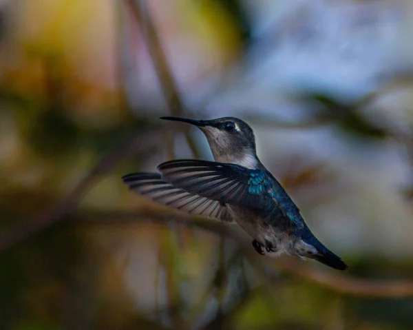 Primer Plano Colibrí Pico Espada Posado Una Rama —  Fotos de Stock