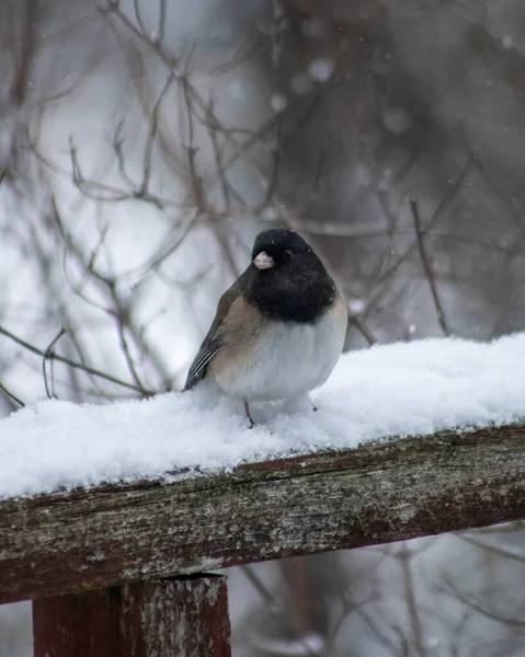 Kışın Tahtaya Tünemiş Bir Kuşun Dikey Görüntüsü — Stok fotoğraf