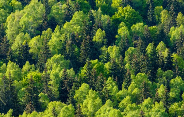 Een Prachtig Landschap Met Loofbomen Naaldbomen Het Bos — Stockfoto