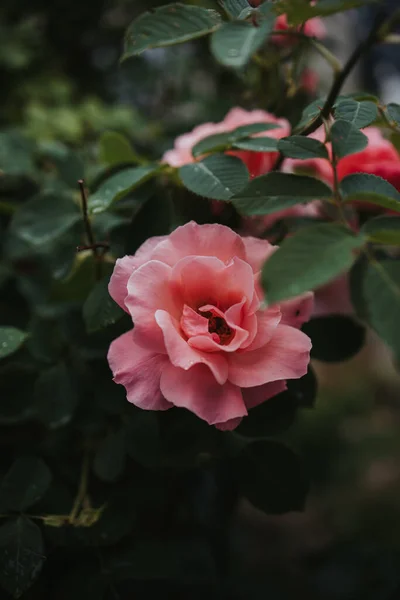 一个华丽的粉色花园的垂直的照片 — 图库照片