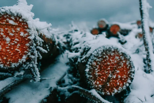 Ένα Κοντινό Πλάνο Από Ξύλινα Δέντρα Καλυμμένα Χιόνι — Φωτογραφία Αρχείου