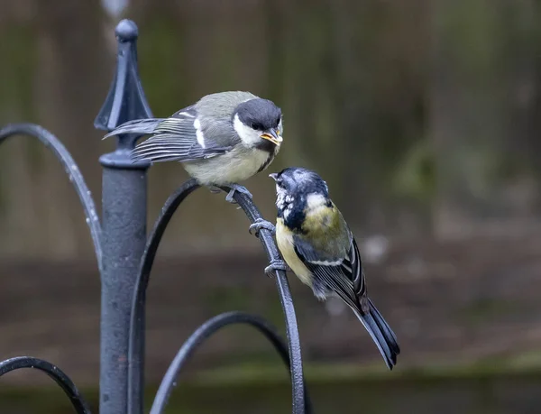 Selective Focus Shot Two Great Tits Perched Metal Rail Outdoors — Stock Fotó