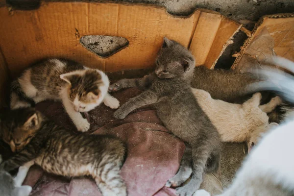 Skupina Koťat Spících Posteli — Stock fotografie