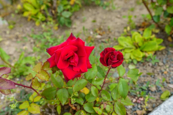 Tiro Ángulo Alto Rosas Rojas Florecientes Jardín —  Fotos de Stock