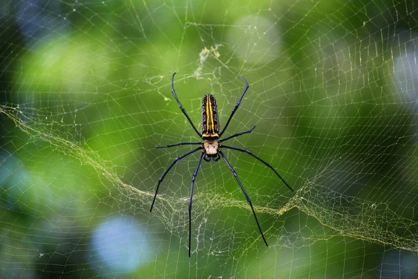 Selective Focus Shot Spider Knitting Net Green Leaves Background — Stock Photo, Image