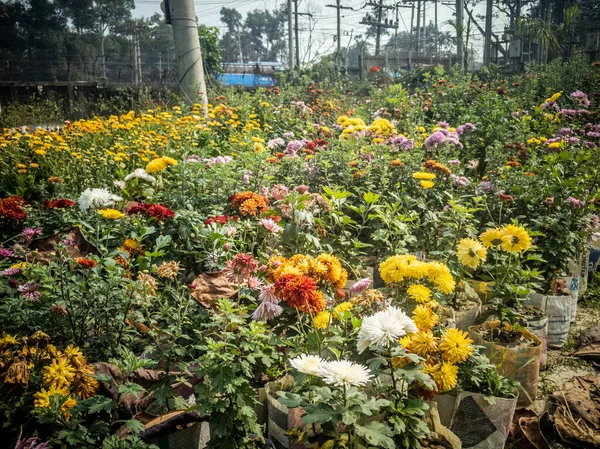 Piękny Widok Kolorowych Chryzantemy Kwiaty Ogrodzie — Zdjęcie stockowe