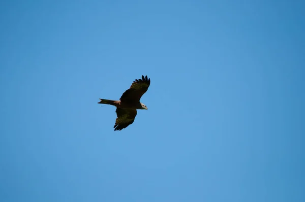 Tiro Ángulo Bajo Halcón Orgulloso Volando Cielo Azul Sin Nubes — Foto de Stock