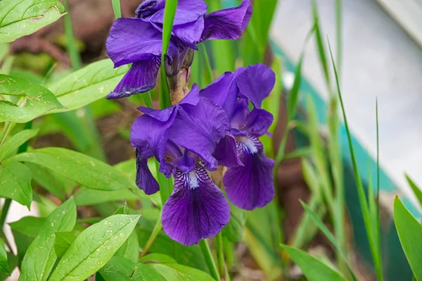 ぼやけた庭の背景に鮮やかな紫色の虹彩の花の閉鎖 — ストック写真