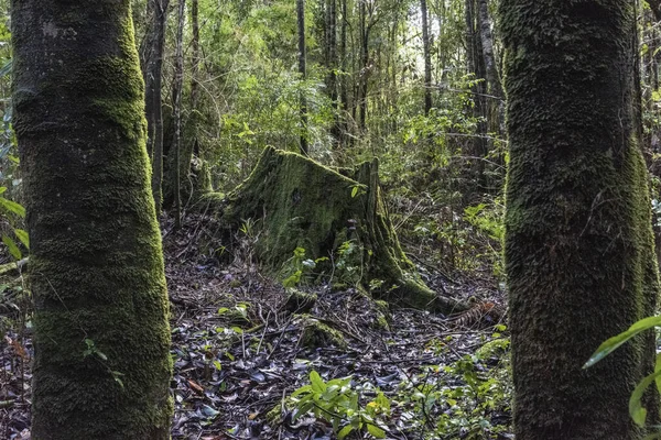 Ein Bemooster Baumstamm Einem Grünen Wald — Stockfoto