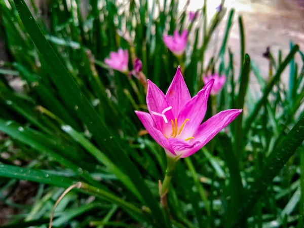 Close Zephyrlily Cubano Crescendo Jardim — Fotografia de Stock