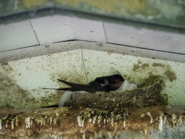 Closeup Swallow Bird Perched Surface — Stock Fotó