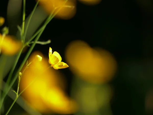 Buttercup Žlutá Květina Pozadí Bokeh Zblízka Záběr — Stock fotografie