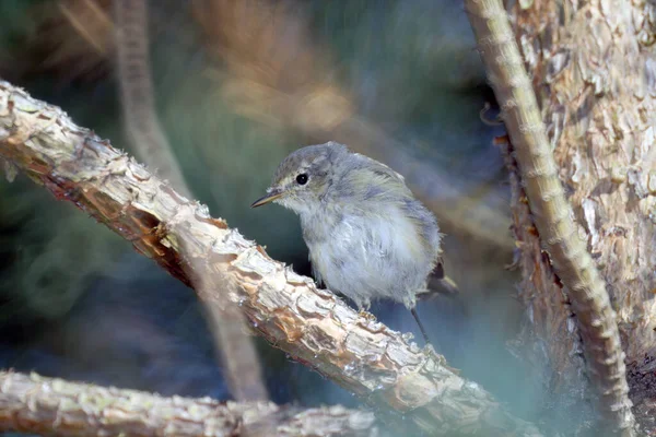 Detailní Záběr Ptáka Ficedula Sedícího Větvi — Stock fotografie