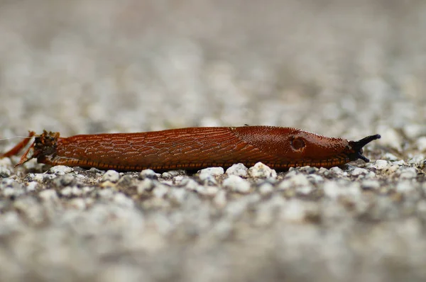 Spanish Slug Spreads Europe Invasive Pest Fields Gardens Probably Doesn — Stock Photo, Image