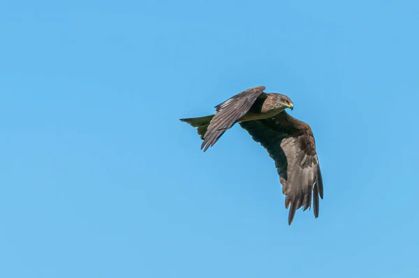 Cerf Volant Noir Volant Dans Ciel — Photo