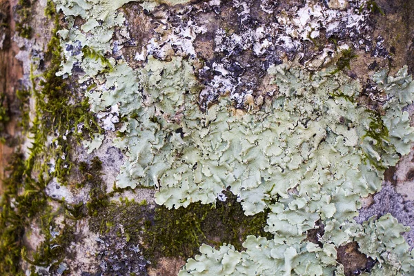 Closeup Shot Moss Growing Tree Bark — Stock Photo, Image