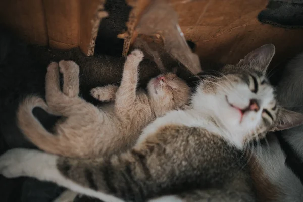 Tiro Close Gato Dormindo Uma Caixa Com Seu Gatinho — Fotografia de Stock