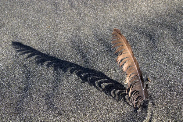 Brown Seagull Feather Sandy Beach Sunlight — Stock Photo, Image