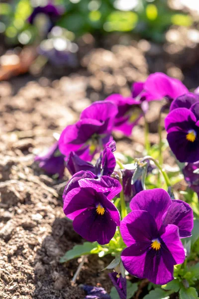 Tiro Vertical Flores Pansy Selvagens Florescendo Sarda — Fotografia de Stock