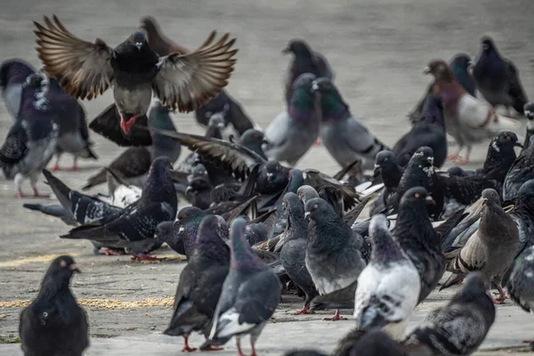 Gros Plan Groupe Pigeons Sur Trottoir — Photo