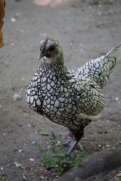 Vertical Shot Wyandotte Chicken Standing Soil Ground Breeding —  Fotos de Stock