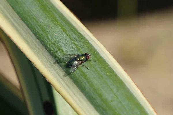 Gros Plan Musca Vert Sur Une Plante Verte — Photo