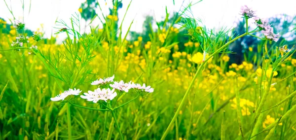 Une Mise Point Sélective Fleurs Blanches Jaunes Dans Pré — Photo