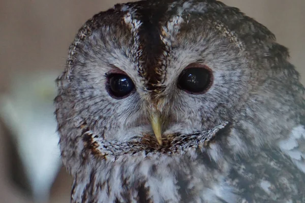 Portrait Gray Black Eyed Owl Blurred Background — Stock Photo, Image