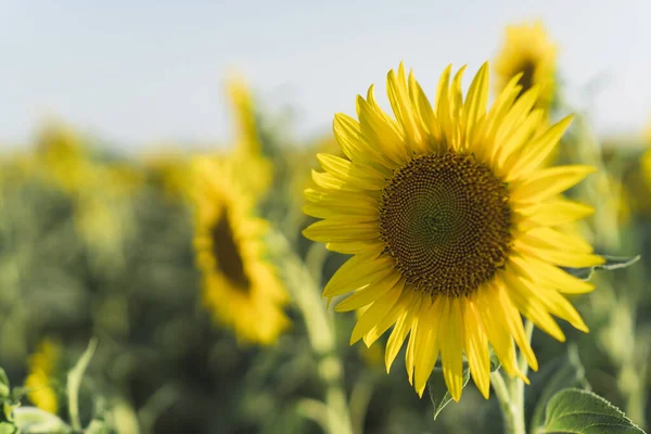 在阳光灿烂的夏日 田野里生长着美丽的向日葵 — 图库照片