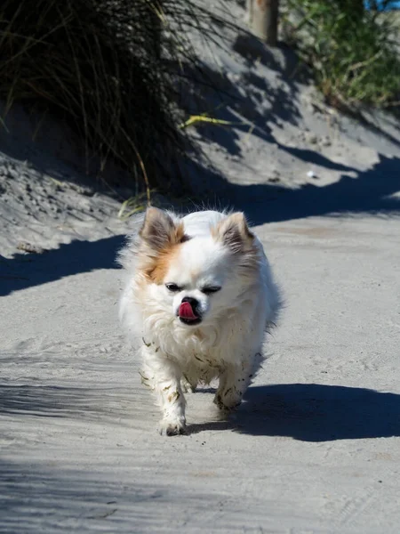 Eine Vertikale Nahaufnahme Eines Entzückenden Weißen Chihuahua Hundes Freien — Stockfoto