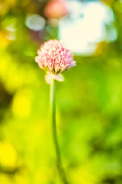 ピンク色のアザミの花の垂直クローズアップショット — ストック写真
