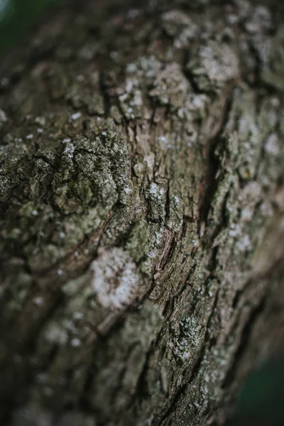 Primer Plano Viejo Tronco Árbol — Foto de Stock