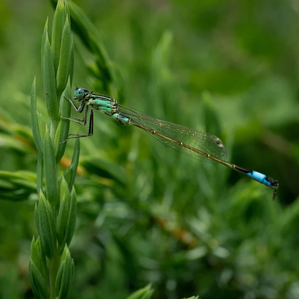 Selective Focus Shot Dragonfly Green Leaf — Stock Photo, Image