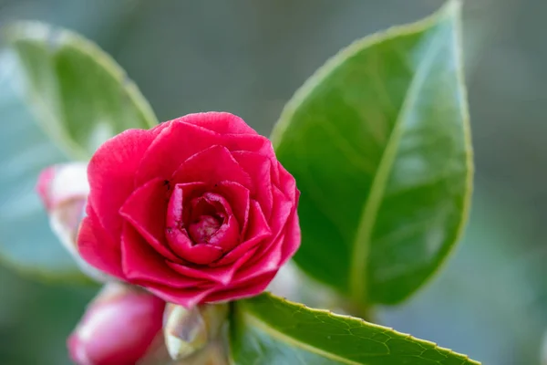 stock image A closeup shot of a blooming Camellia flower in the greenery