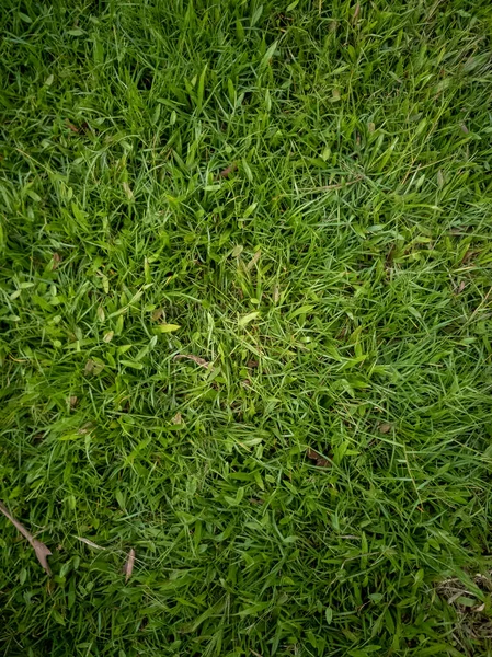 Vertikal Bild Carabao Gräs Fältet Perfekt För Tapeter — Stockfoto