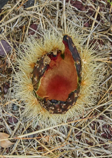 Pomar Cacto Produzindo Pitaias Ricas Bolas Com Espinhos Nos Corpos — Fotografia de Stock