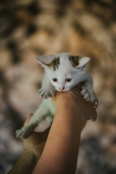 Closeup Shot Kitten Hand — Stock Photo, Image