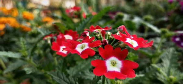 Las Hermosas Flores Rojas Verbena Jardín — Foto de Stock