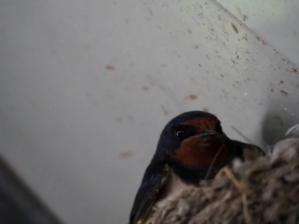 Closeup Swallow Bird Perched Surface — Stock Fotó