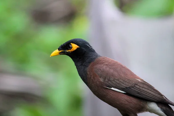 Mynah Bird Nature — Stock Photo, Image