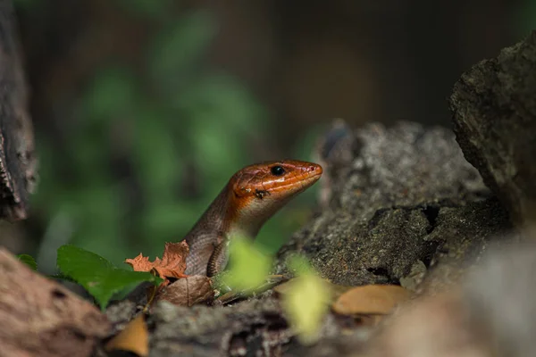 一只蜥蜴在热带雨林的树枝上的特写镜头 — 图库照片