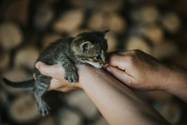 Küçük Sevimli Bir Kedi Yavrusu Tutan Birinin Yakın Plan Fotoğrafı — Stok fotoğraf