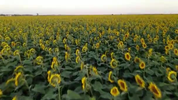Malerischer Blick Auf Schöne Sonnenblumen Die Sonnigen Sommertagen Auf Der — Stockvideo