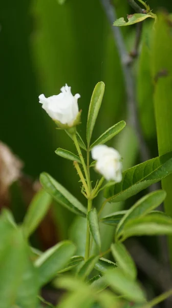 Enfoque Selectivo Una Planta Floreciente Rosa Blanca Que Crece Jardín — Foto de Stock