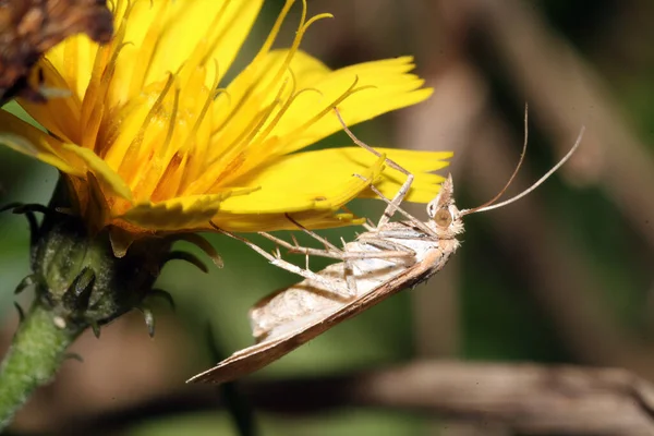 Een Close Shot Van Een Insect Zittend Een Gele Bloem — Stockfoto