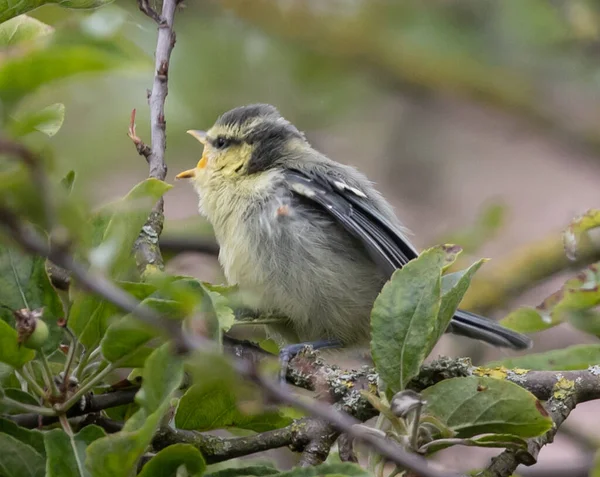 Selective Focus Shot Great Tit Perched Branch Green Leaves — Photo